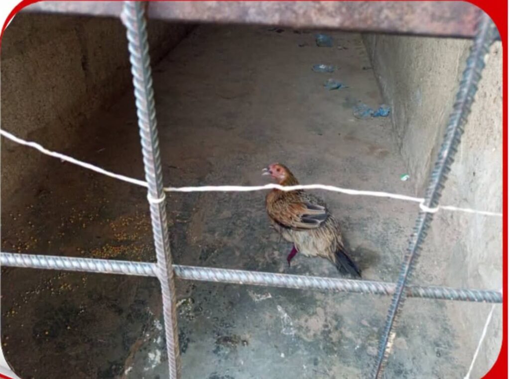 Tomato Farm Dispute Lands Chicken Behind Vigilante Bars in Kano FB IMG 1784295426427